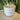 Palo Santo - The Wild Tiger Soy Candles 20 oz