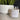 JASMINE - THE WILD TIGER SOY CANDLE 20 OZ