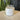 Cactus Flower - The Wild Tiger Soy Candle 20 oz