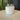 Tomato Leaf - The Wild Tiger Soy Candle 20 oz