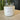 Pink Sand - The Wild Tiger Soy Candle 20 oz